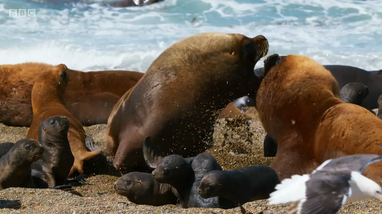 South American sea lion (Otaria flavescens) as shown in The Mating Game - Oceans: Out of the Blue